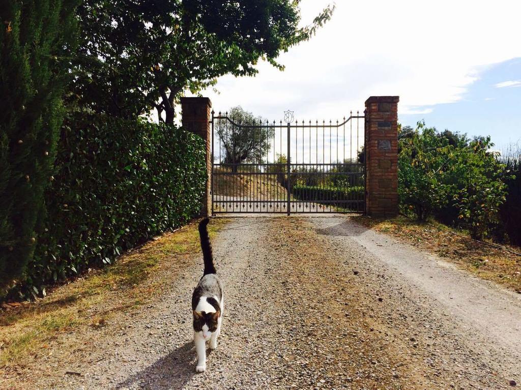 Agriturismo La Bicocca - Apt. "Il Leccio" Castel Rigone Δωμάτιο φωτογραφία